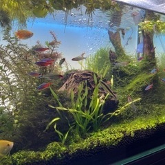 熱帯魚飼育セット(希望価格コメントください)