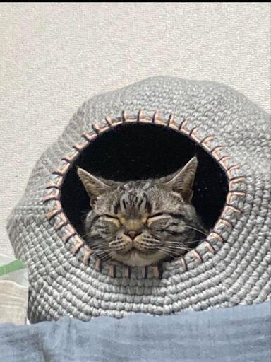 猫　ベッド　ハンドメイド