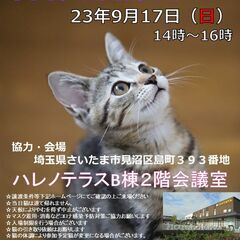 【さいたま市】９/17（日）ハレノテラス保護猫譲渡会