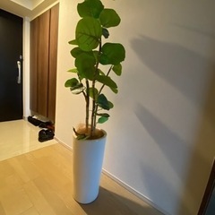 フェイクグリーン　人工植物