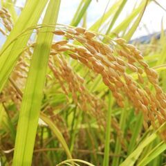 【販売終了】佐賀県産　Ｒ５年度新米『夢しずく』🌾30㌔玄米8000円