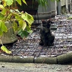 生後3ヶ月　野良の子　4匹の画像