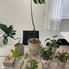 観葉植物7鉢セット　小鉢　大鉢