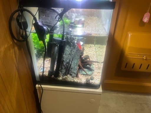 アクアリウム 60cm水槽