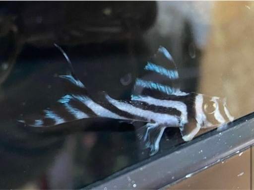 インペリアルゼブラプレコ　幼魚