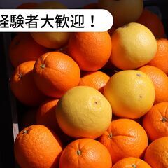 愛媛県西予市明浜町宮野浦で柑橘の摘果/収穫のお仕事！【単発/短期求人】