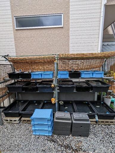 メダカ、飼育セット　直接取りに来られる方限定