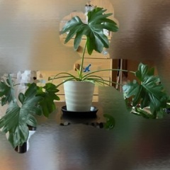 【お取引済み】セローム　観葉植物