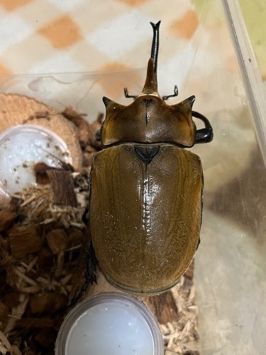 エレファスゾウカブト【成虫】単品♂②