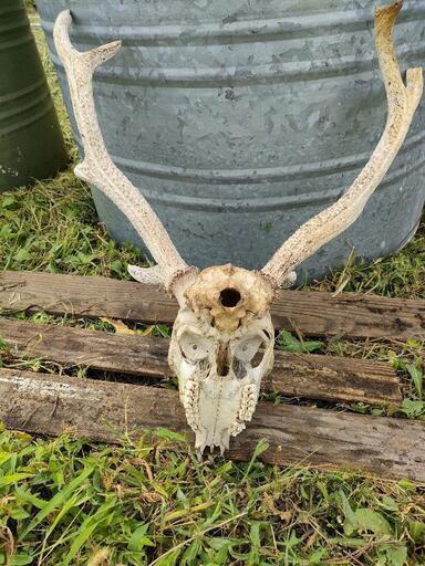 ドライガーデン　インテリア　鹿の骨 ドライガーデン インテリア 鹿の骨