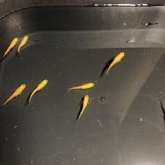 緋目高　ヒメダカ【成魚　×　1匹】100円