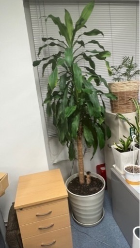 観葉植物　ドラセナ(幸福の木) 高さ210cm