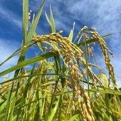①令和5年度✨減農薬栽培🌾新米コシヒカリ玄米❗️揖斐川産‼️
