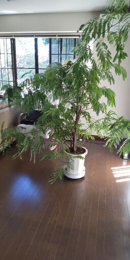 エバーフレッシュ ねむの木 大型観葉植物