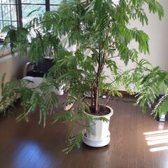 エバーフレッシュ ねむの木 大型観葉植物