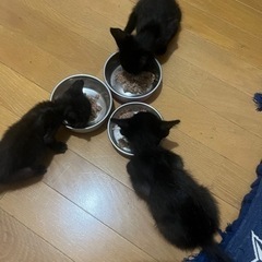 生後1ヶ月の黒猫3匹です。