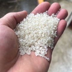 新米10kg〜 コシヒカリ　減農薬米