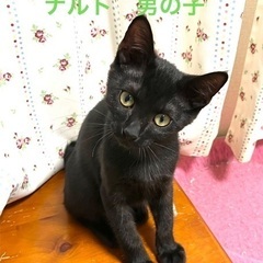 可愛い黒猫男子　ナルト