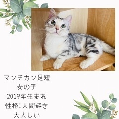 里親募集🐱マンチ（足短）女の子4歳