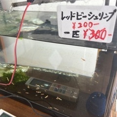 カブトムシ、クワガタムシ、メダカ、金魚、レッドビーシュリンプ等 − 兵庫県