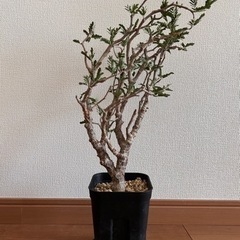 センナ・メリディオナリス（現地株 発根済み）