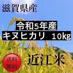 近江米　キヌヒカリ　10キロ　令和5年新米
