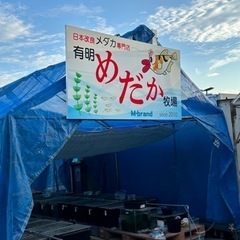 🐟有明めだか牧場🐟　日本改良メダカ専門店