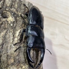 オオクワガタ 01