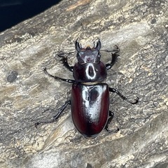 エラフスミヤマクワガタCBF1ペア