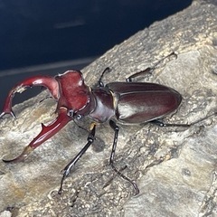 エラフスミヤマクワガタCBF1ペア