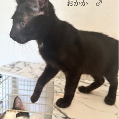 おにぎり🍙兄弟　おかか♂ 黒猫　生後3.4ヶ月