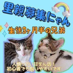 生後3ヶ月半位　ダムの山奥に捨てられていた人大好きな兄弟【9月1...