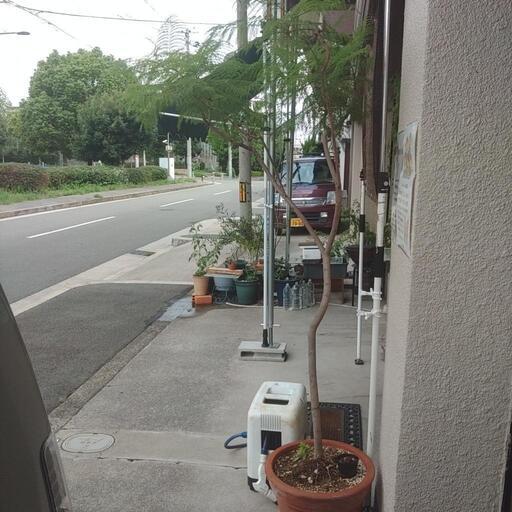 ジャカルタ鉢付き