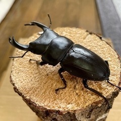 オオクワガタペア能勢YG血統♂79㍉♀49㍉
