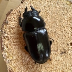 オオクワガタペア能勢YG血統♂79㍉♀49㍉