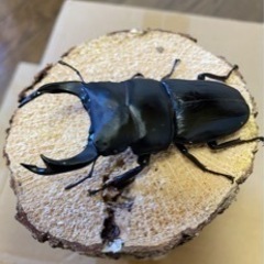 オオクワガタ能勢YG血統♂80㍉♀49㍉