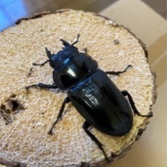 オオクワガタ能勢YG血統♂80㍉♀49㍉