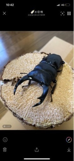 オオクワガタペア能勢YG血統♂76㍉♀48㍉