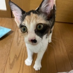 甘えん坊の三毛猫　3ヶ月