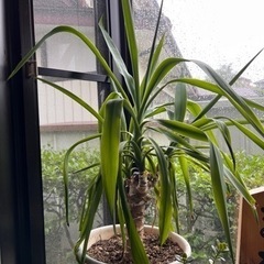 観葉植物　ドラセナ