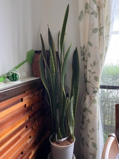 観葉植物　サンセベリア