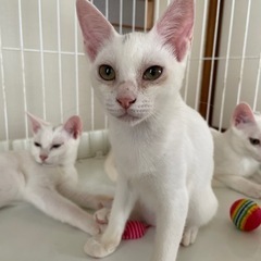 白猫1匹　８ヶ月里親募集中 - 宮崎市
