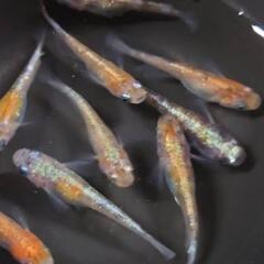 紅灯　稚魚　１０匹　1500円　メダカ