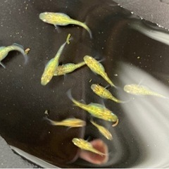 ユリシス　幼魚〜若魚　10匹