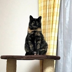 【帰ってきました！】飼い猫を捜しています！