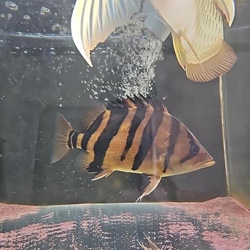 熱帯魚ダトニオ