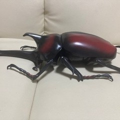 King of Big beetles昆虫 カブトムシ 