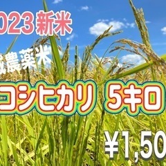 新米 コシヒカリ 5キロ 白米 令和５年産 減農薬米