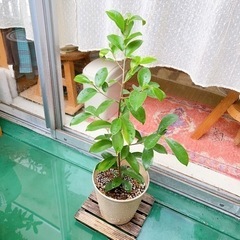 ガジュマル　木　鉢植え