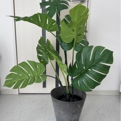 IKEA 人工観葉植物 モンステラ 19cm / ACME Fu...
